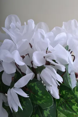 Цикламен белый с красным глазком купить семена цикламена Cerny | доставка  почтой по Украине