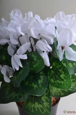 Цикламен букет белый - купить в Москве | Интернет-магазин искусственных  растений Zeltta