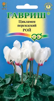 Цикламен букет белый 842705 – купить по цене 576 ₽ в Москве в  интернет-магазине ogogo.ru
