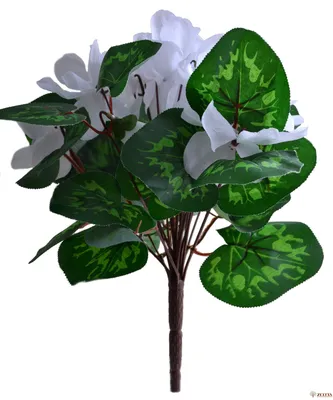 Горшечные растения: Цикламен Петтикоат белый