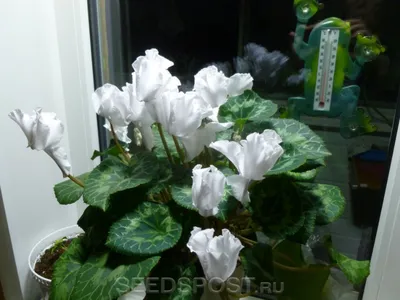 Цикламены Купить в Киеве Цикламен (Cyclamen). Доставка по Украине