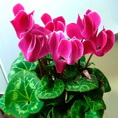 Цикламен пурпурный (Cyclamen purpurascens) - PictureThis