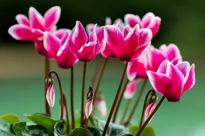 Цикламен: уход в домашних условиях за растением, чтобы он радовал цветением