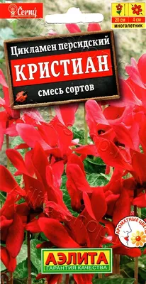 Тонкости выращивания персидского цикламена в комнатных условиях | Дачник.RU  | Дзен