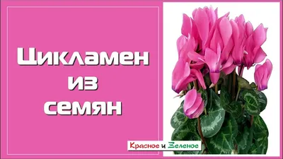 Купить семена Цикламен персидский Виктория с пурпурным глазком