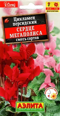 Цикламен: болезни, причины и лечение - Обсуждение статьи - 25 октября -  43542097488 - Медиаплатформа МирТесен