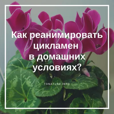 Комнатное растение Цикламен — фото, описание и уход. Вредители и болезни  растений, борьба с ними