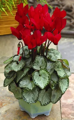 Цикламен персидский Гигант, смесь окрасок 3шт, семена | Купить в интернет  магазине Аэлита