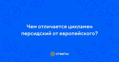 Тонкости выращивания персидского цикламена в комнатных условиях | Дачник.RU  | Дзен