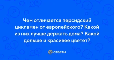 Как выращивать цикламен в домашних условиях