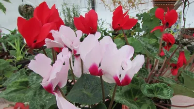 Цветок Цикламен – выращивание и уход за растением в домашних условиях -  What Flower?