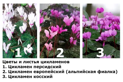 Цикламен: описание растения, фото цветка, уход в домашних условиях
