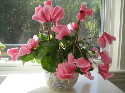Комнатный цветок цикламен: фото, уход в домашних условиях