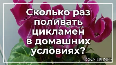 Выращивание цикламена европейского (55 фото): из семян, из клубня, условия  посадка, полив, подкормка, уход