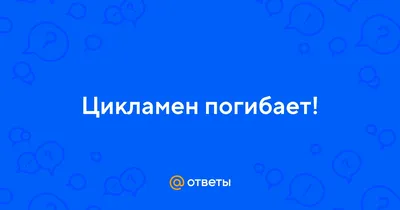 А можно ли цикламен высадить на участок? Или это только комнатное  растение?: Дневник пользователя Уралочка000