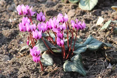 Цикламен косский (Cyclamen coum) | BOTSAD.BY