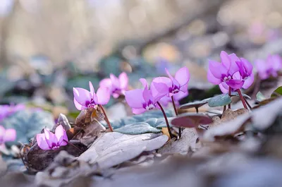 Лесные цикламены.. Фотограф Елена Елена