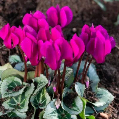 Цикламен косский (Cyclamen coum) | Дикий Юг