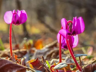 Разнообразие цикламенов. Виды, ареалы, экология