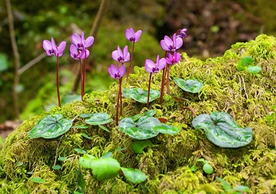 Цикламен hederifolium цветущий | Премиум Фото