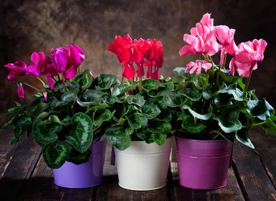 Цикламен персидский – мини Розмари Cyclamen persicum – mini Rosemarie -  купить семена цветов с доставкой по Украине в магазине Добродар