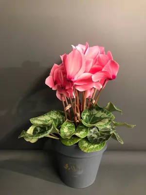 Цикламен персидский – мини Хельга Cyclamen persicum – mini Helga - купить  семена цветов с доставкой по Украине в магазине Добродар