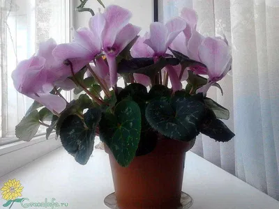 Цикламены Купить в Киеве Цикламен (Cyclamen). Доставка по Украине