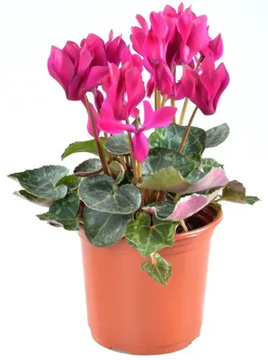 Цикламен (лат. Cyclamen), d 14 | Flowers Valley