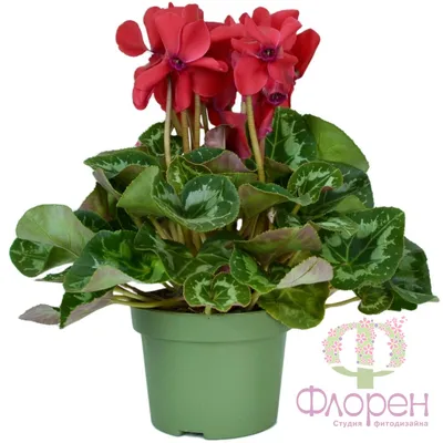 Цикламен персидский – мини Бетти Cyclamen persicum – mini Betti - купить  семена цветов с доставкой по Украине в магазине Добродар