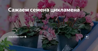 Сажаем семена цикламена | Озеленяю мир 🍀 | Дзен