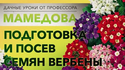 Видеоурок №5. «Розовый цикламен (акварель)». Цикл видео-уроков «Весенний  мотив» - YouTube