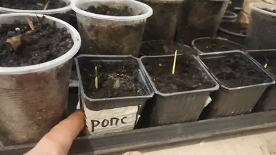 Как вырастить из семян комнатные и многолетние растения.
