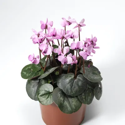 Цикламен косский (Cyclamen coum)