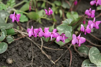 Цикламен косский (Cyclamen coum) | Дикий Юг