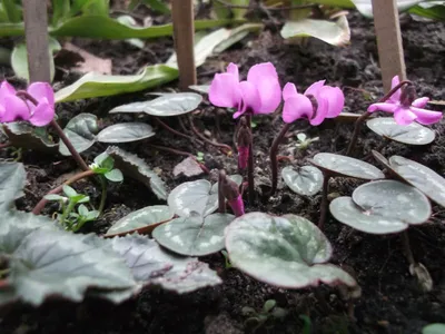 Цикламен Coum (Косский)🌷 - купить луковицы и клубни в Украине | FLORIUM.UA✓