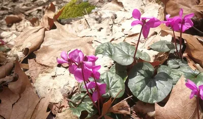 Cyclamen coum-Цикламен косский сиренево-розовый | sadko.by