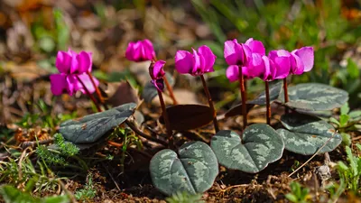 Цикламен косский (Cyclamen coum)