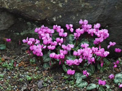 Cyclamen coum, Alpenveilchen coum (Цикламен косский) 1шт Сбор 23г