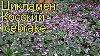 Цикламен косский.