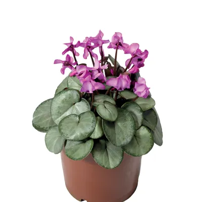 Цикламен косский (Cyclamen coum)