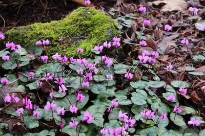 Цикламен косский / Cyclamen coum hybriden - Луковичные - купить недорого  эремуруса в Москве в интернет-магазине Сад вашей мечты