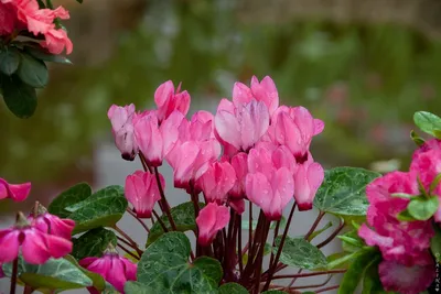 Cyclamen coum-Цикламен косский сиренево-розовый | sadko.by