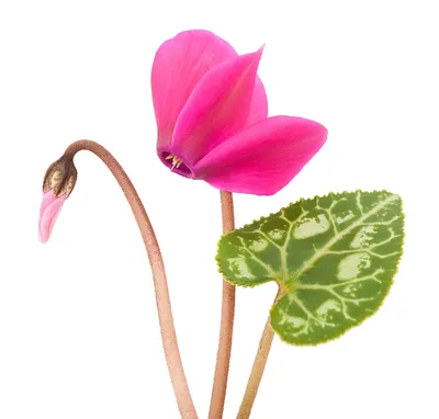 Цикламены Купить в Киеве Цикламен (Cyclamen). Доставка по Украине