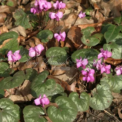 Цикламен косский / Cyclamen coum hybriden - Луковичные - купить недорого  эремуруса в Москве в интернет-магазине Сад вашей мечты