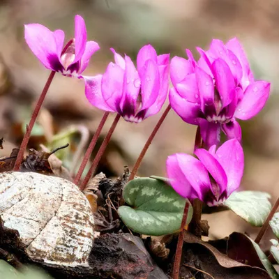 File:Cyclamen (8457919409).jpg - Wikipedia