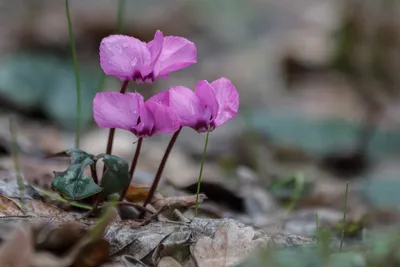 File:Цикламен Кузнецова (Cyclamen coum kuznetzovii) - Эндемик Крыма,  занесён в Красную книгу.JPG - Wikimedia Commons