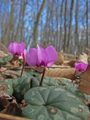 Цветок Цикламен в лесу. Крым, Кубалач, 16 февраля 2018 г. - YouTube