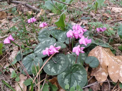 Цикламен Coum (Косский)🌷 - купить луковицы и клубни в Украине | FLORIUM.UA✓