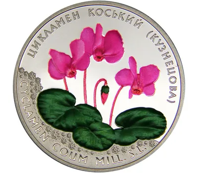 Цикламен коський (Кузнецова), 2014