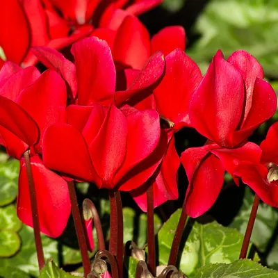 Цикламен персидский – мини Гильда Cyclamen persicum – mini Hilde - купить  семена цветов с доставкой по Украине в магазине Добродар